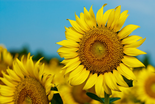 733587 (a): :2600x1740